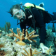 Mit csinál egy tengerbiológus? - Orientify Szakmafigyelő